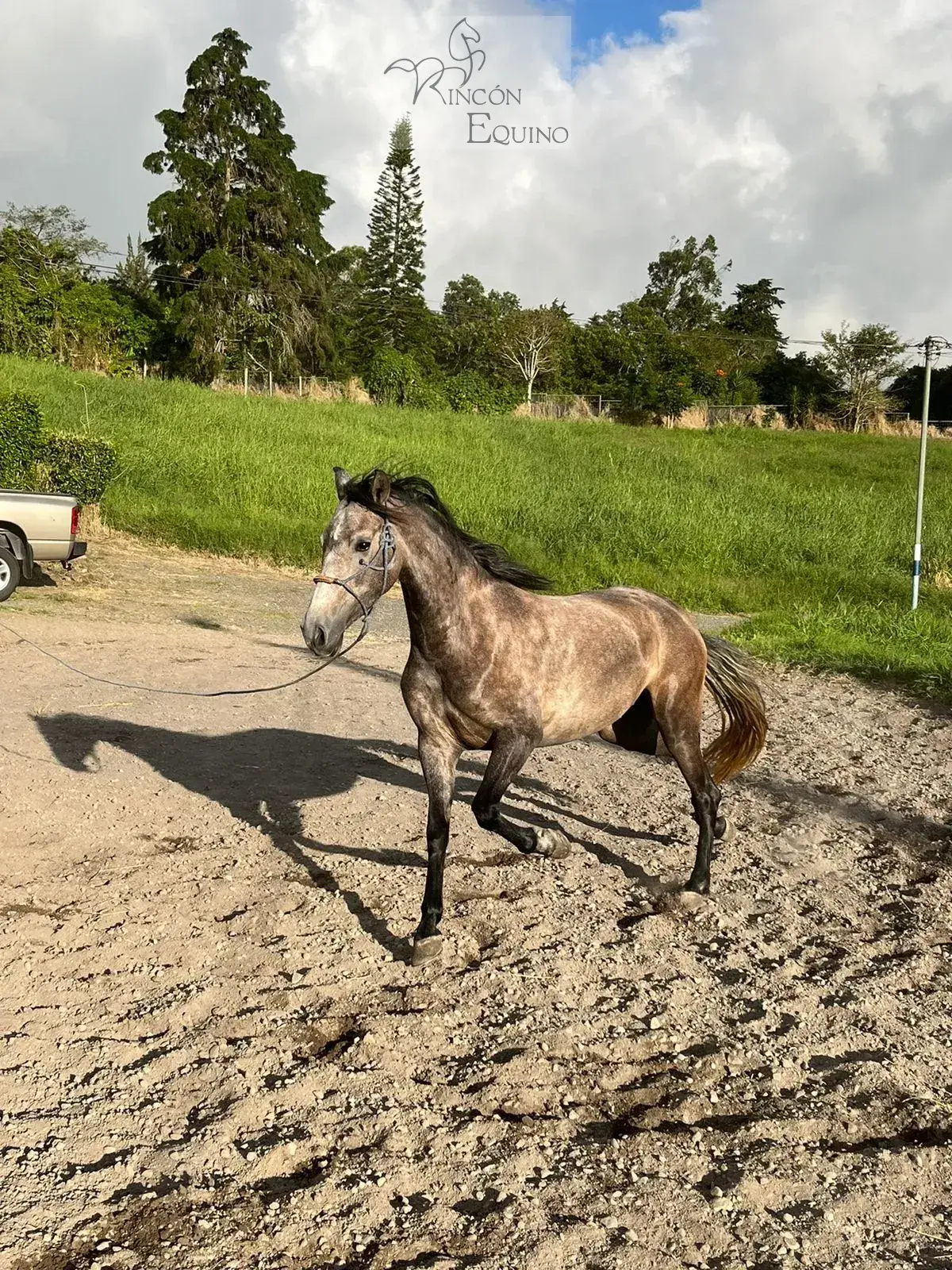 Caballo OG Placeres de Casanova en venta