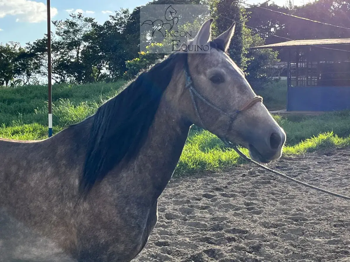 Caballo OG Placeres de Casanova en venta