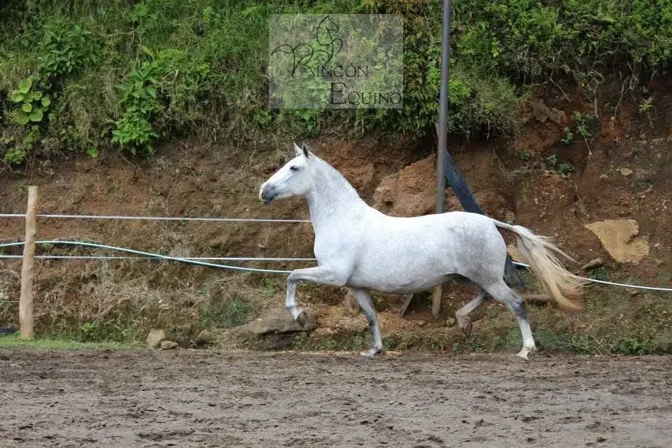 Caballo HI ENAMORADA en venta