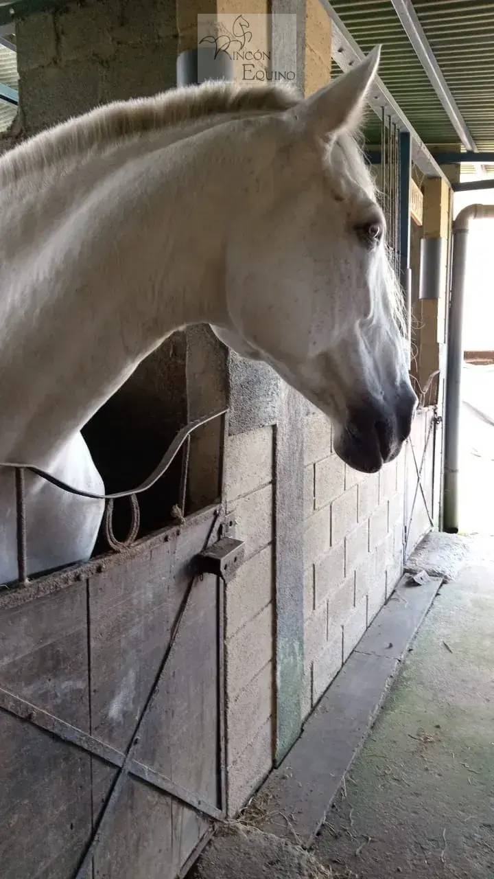 Caballo HI ENAMORADA en venta