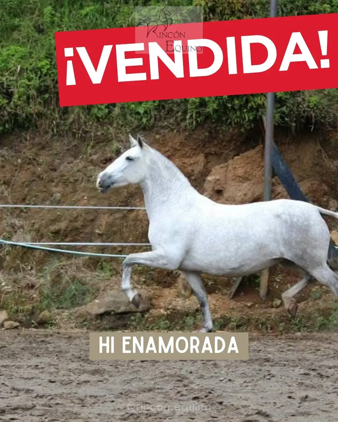 Caballo HI ENAMORADA en venta