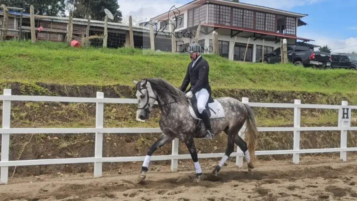 Caballo Cortes de Santa Elena en venta