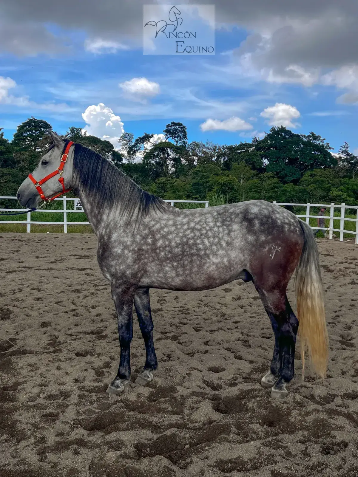 Caballo Cortes de Santa Elena en venta