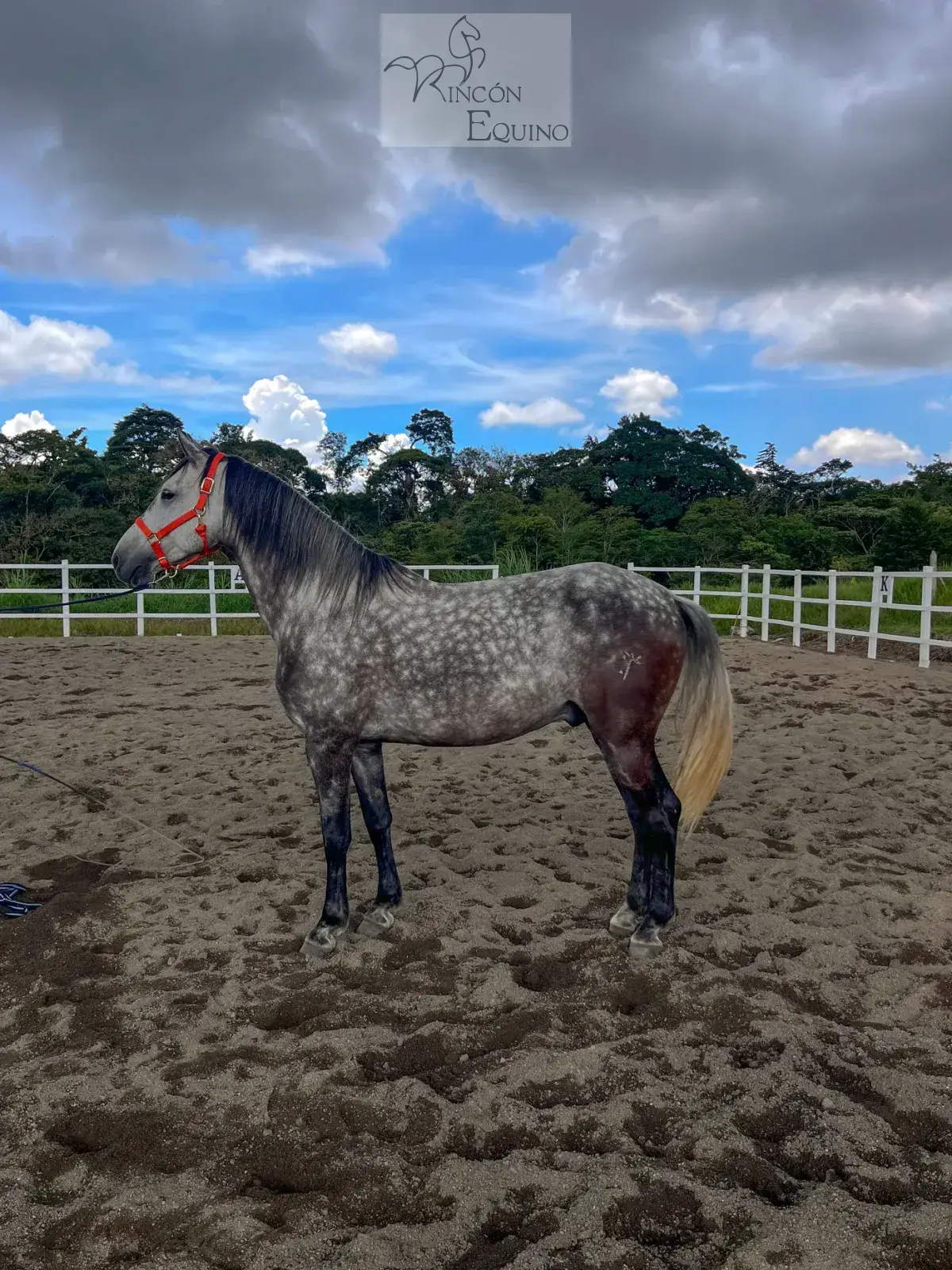 Caballo Cortes de Santa Elena en venta