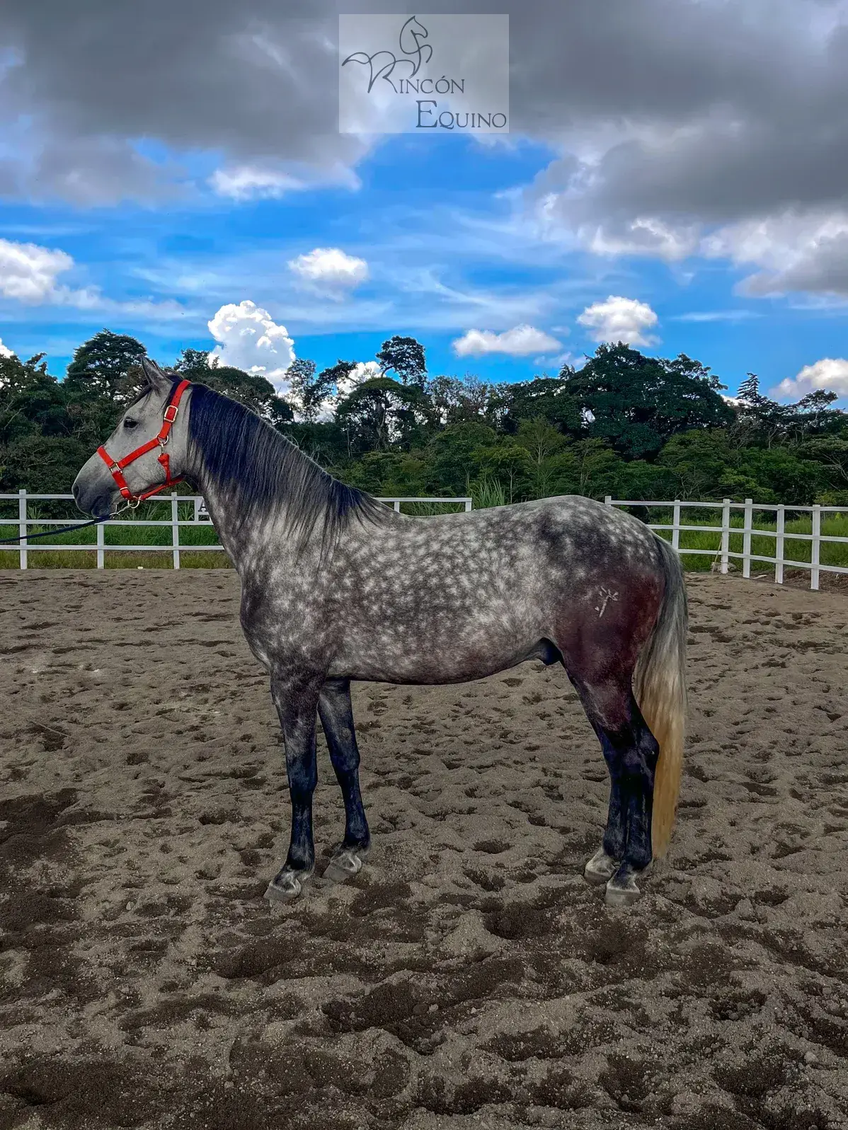 Caballo Cortes de Santa Elena en venta