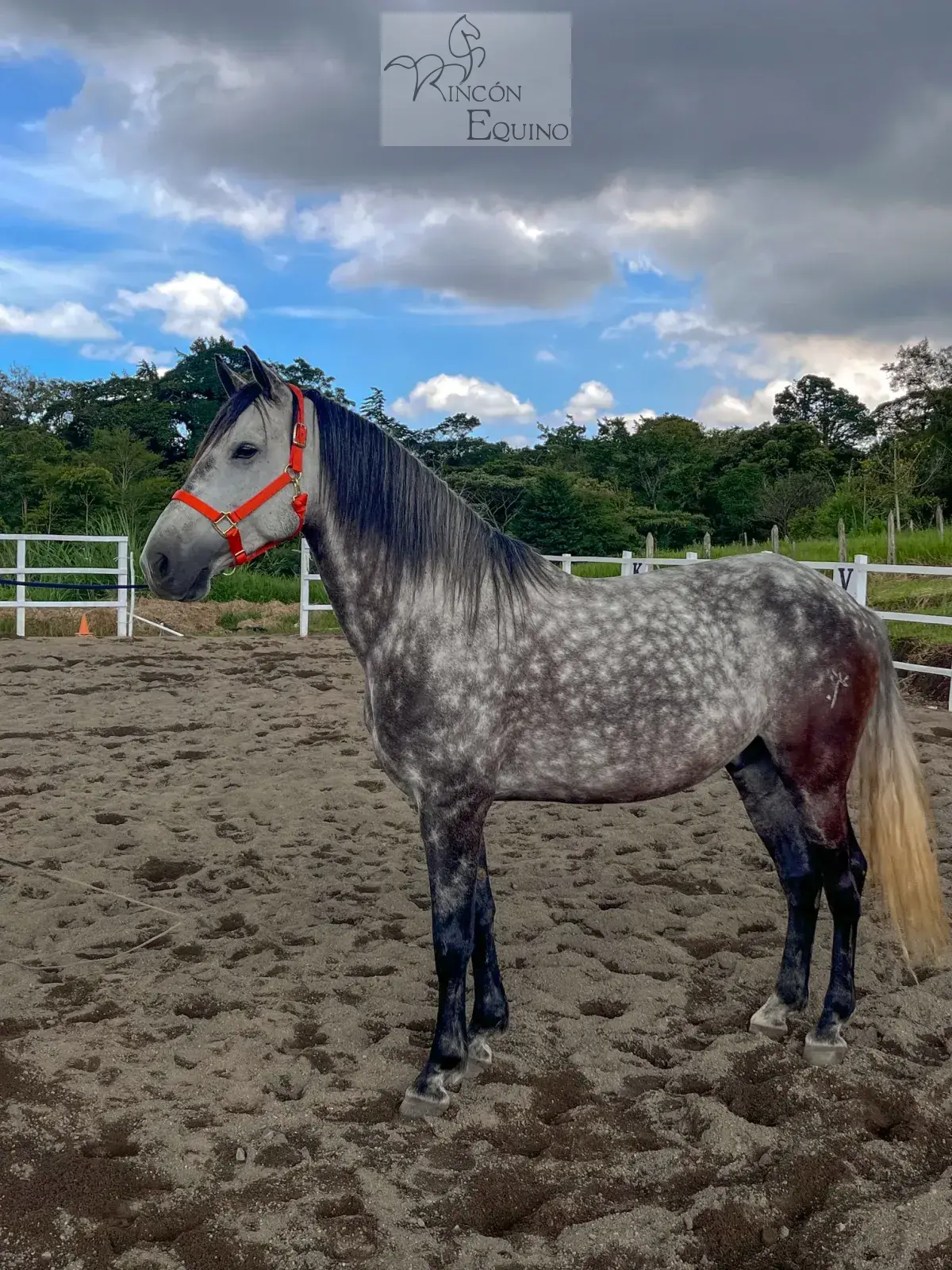 Caballo Cortes de Santa Elena en venta