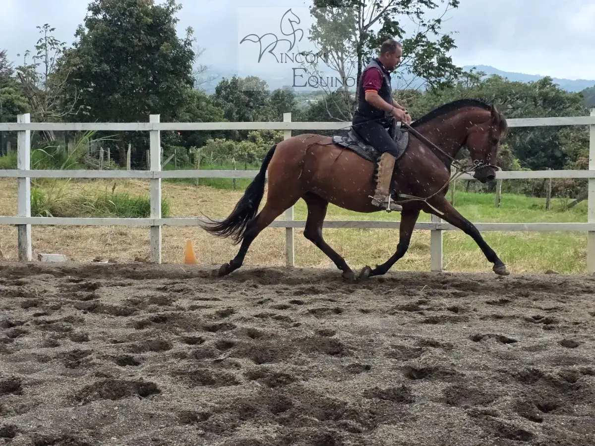 Caballo Siria de Santa Elena en venta