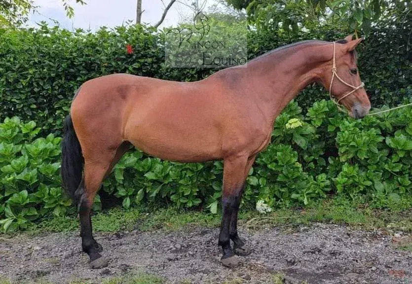 Caballo Siria de Santa Elena en venta