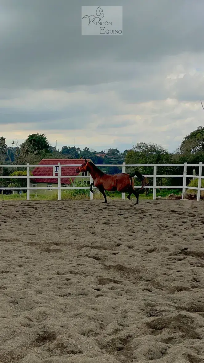 Caballo Siria de Santa Elena en venta