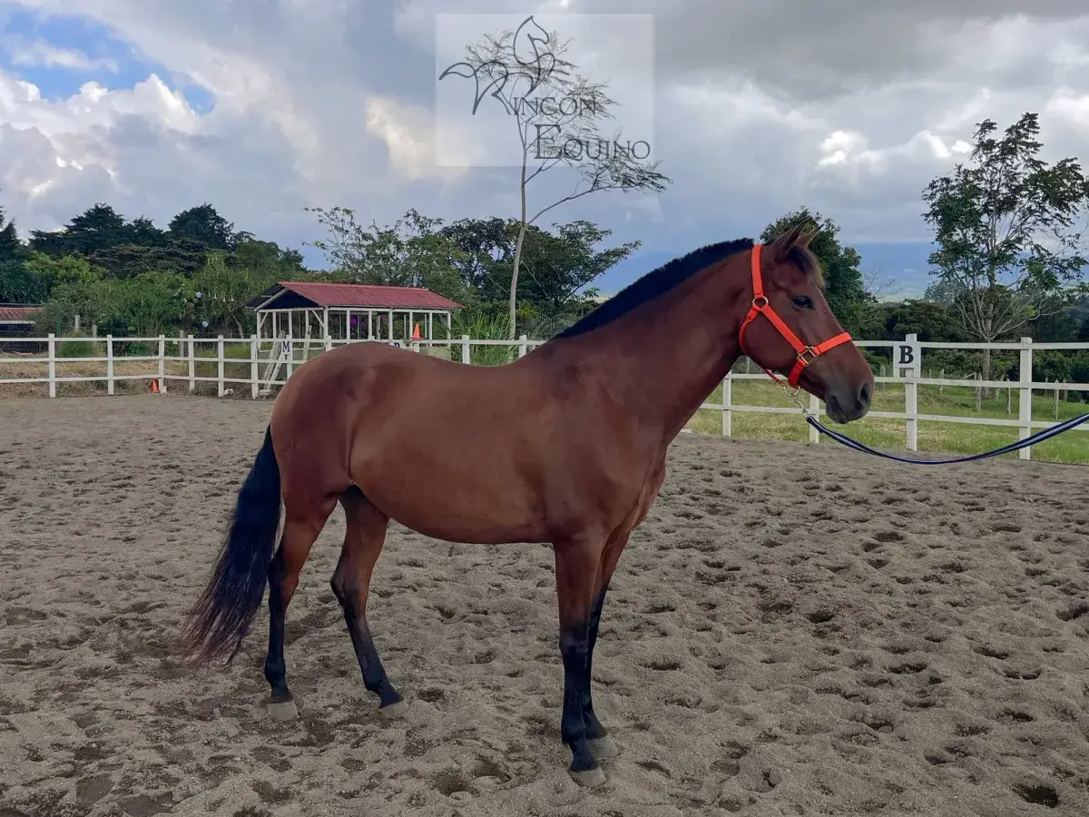 Caballo Siria de Santa Elena en venta