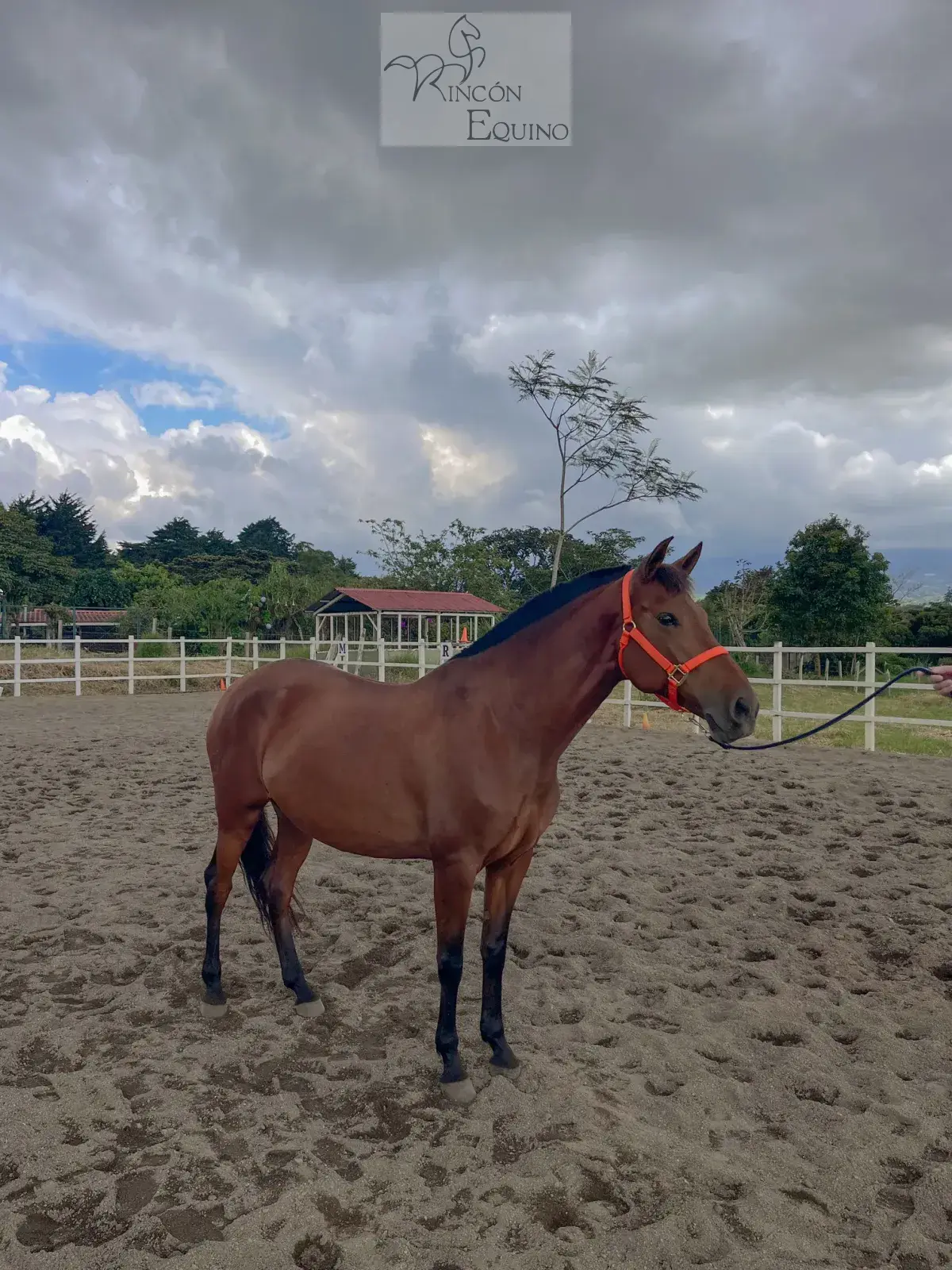 Caballo Siria de Santa Elena en venta