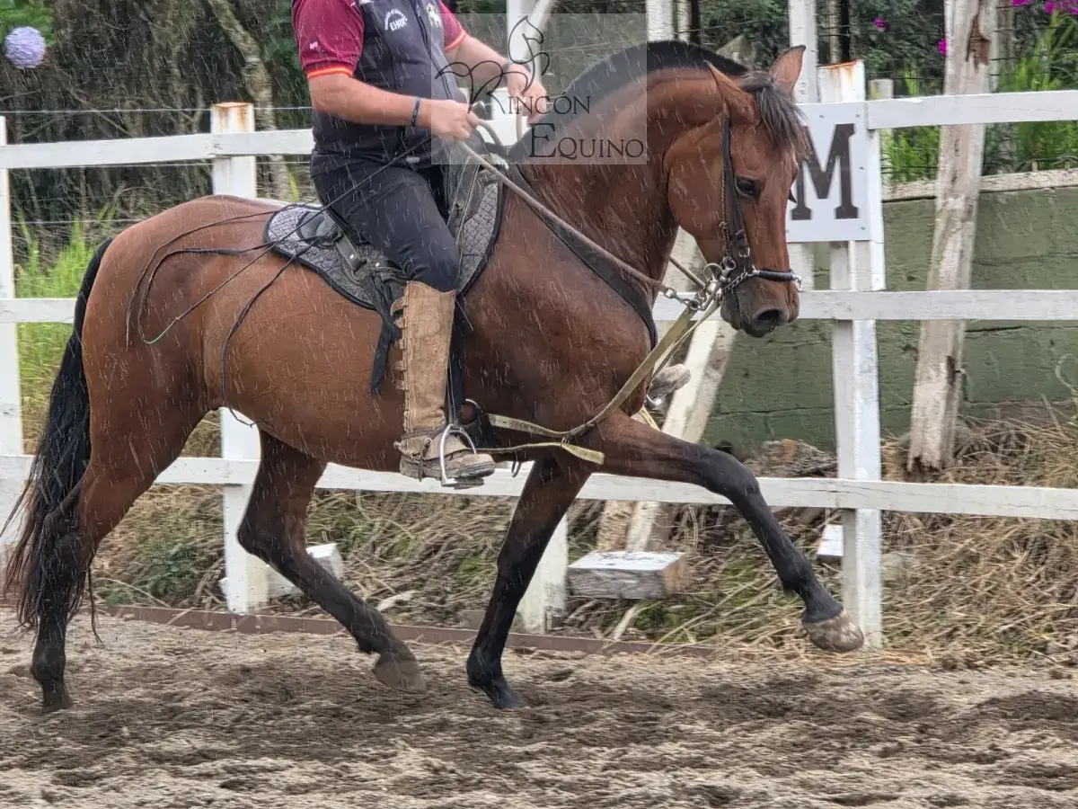 Caballo Siria de Santa Elena en venta