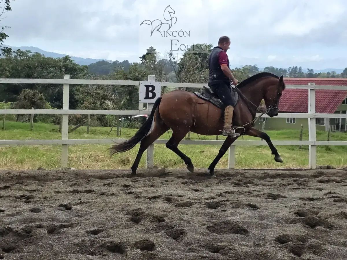 Caballo Siria de Santa Elena en venta