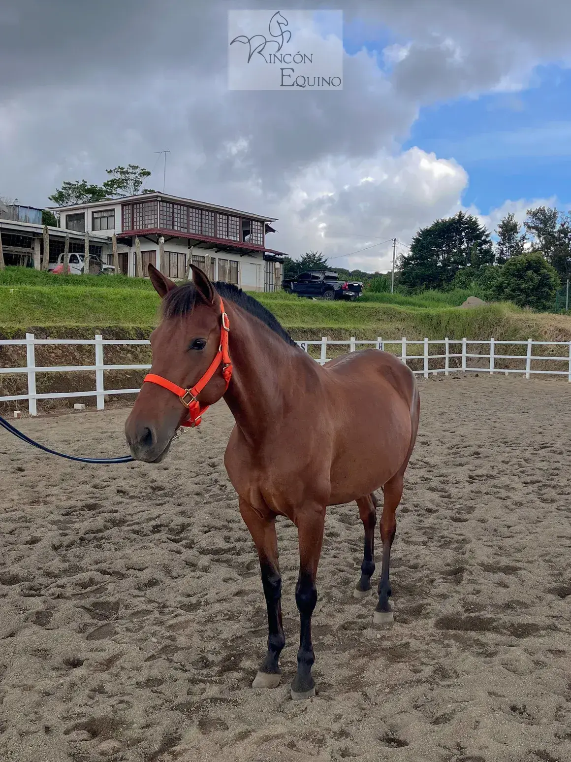 Caballo Siria de Santa Elena en venta