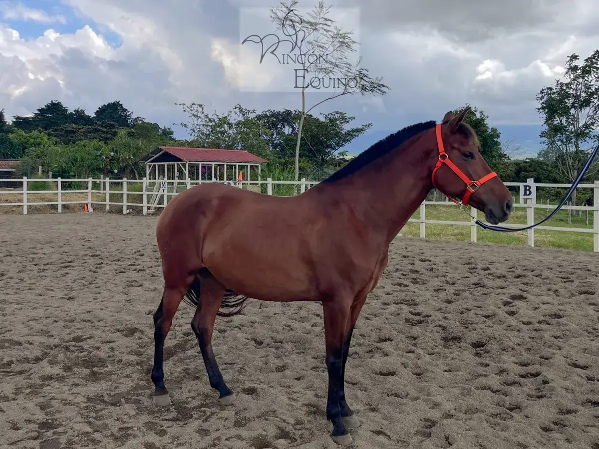 Caballo Siria de Santa Elena en venta