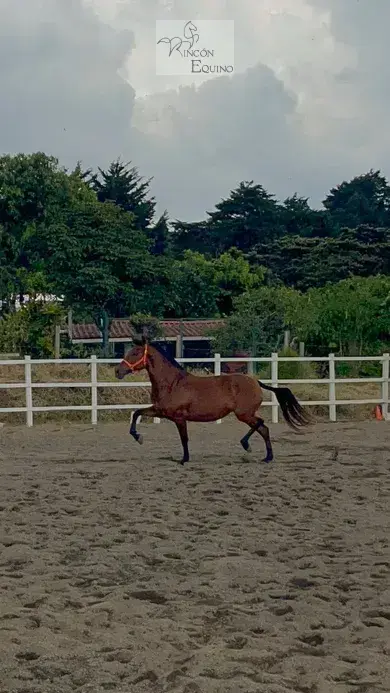 Caballo Siria de Santa Elena en venta