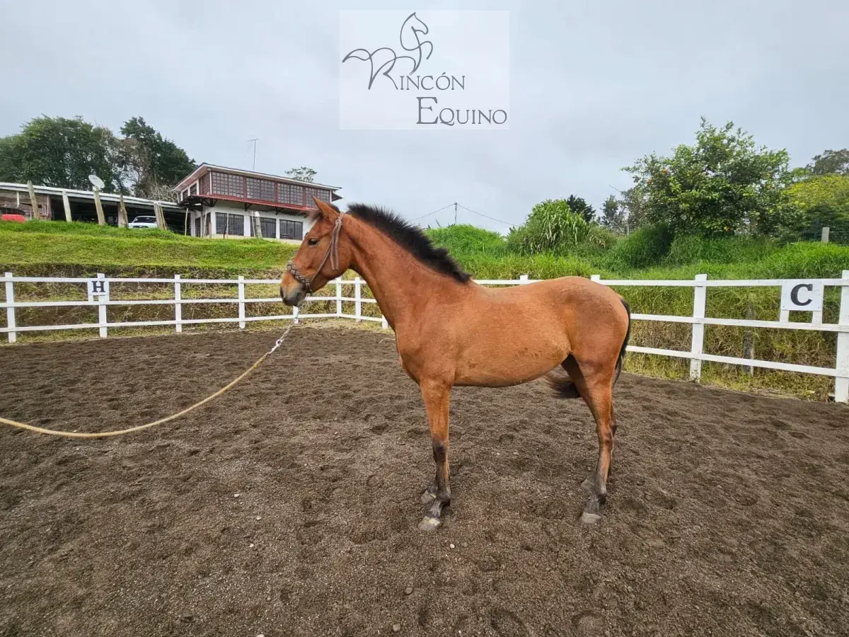 Caballo Toscana de Santa Elena en venta