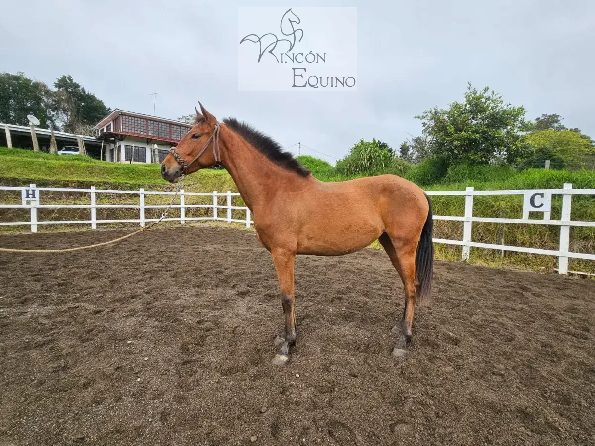 Caballo Toscana de Santa Elena en venta