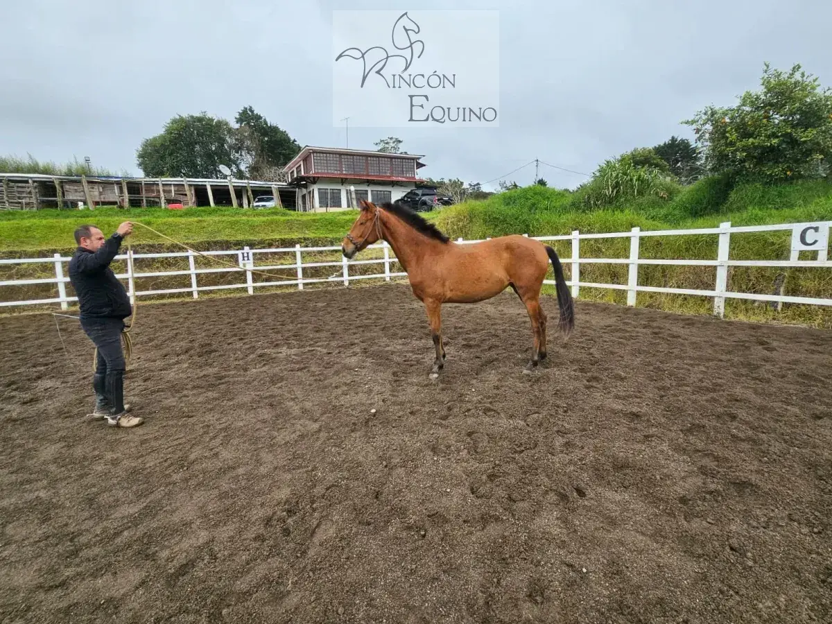 Caballo Toscana de Santa Elena en venta