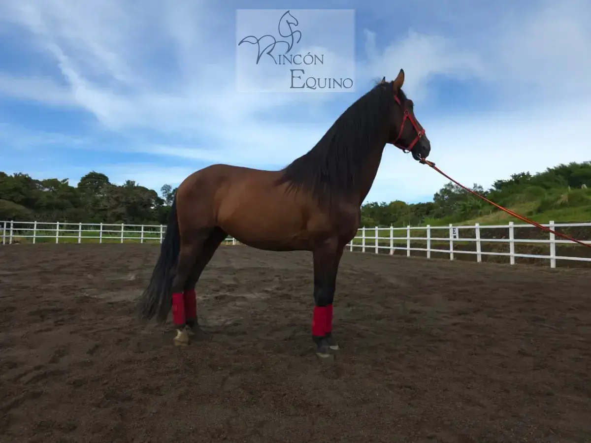 Caballo Amancio de Santa Elena en venta