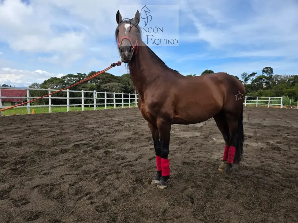 Caballo Amancio de Santa Elena en venta