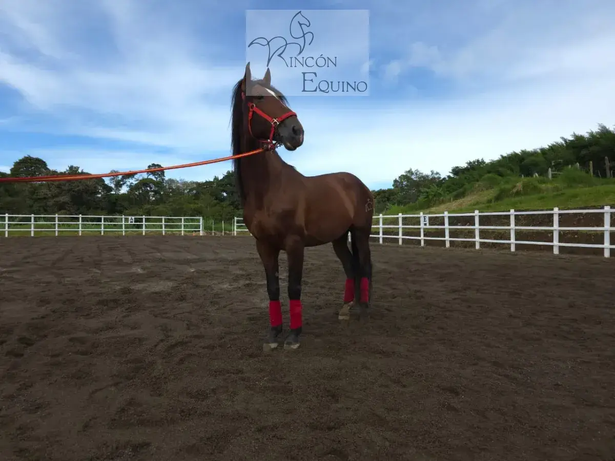 Caballo Amancio de Santa Elena en venta