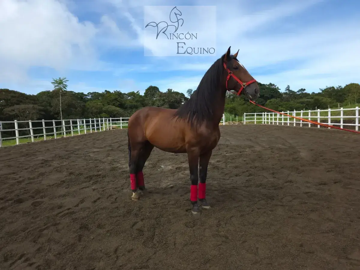 Caballo Amancio de Santa Elena en venta
