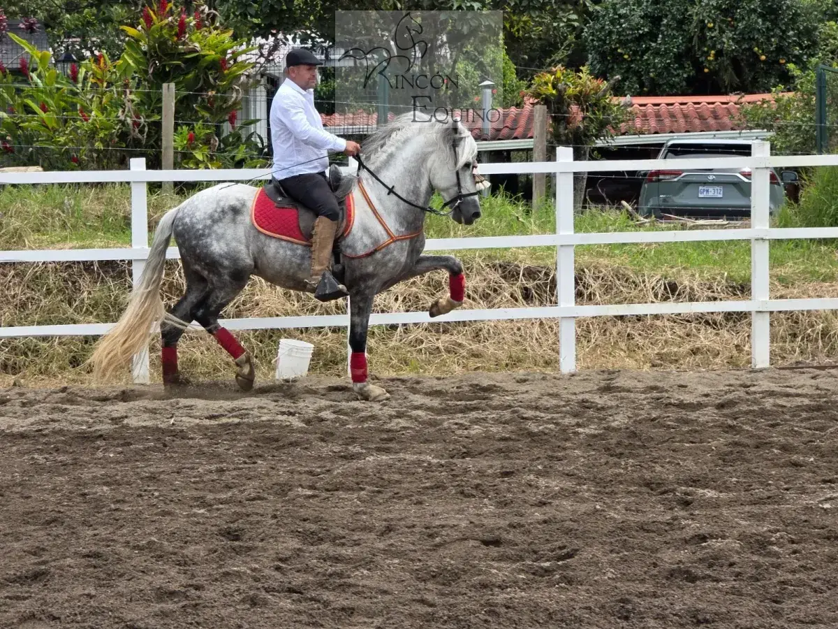 Caballo Duran de Santa Elena en venta