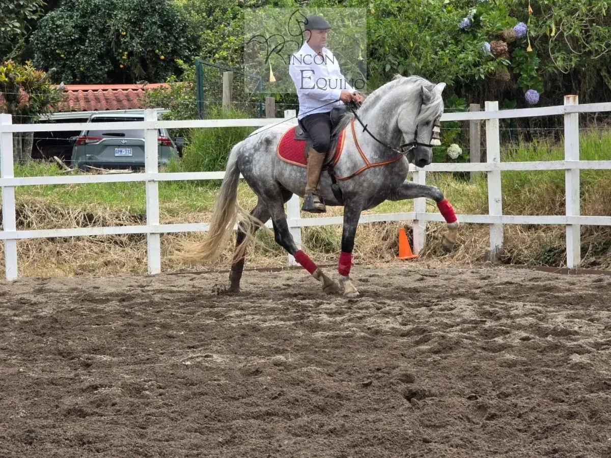 Caballo Duran de Santa Elena en venta