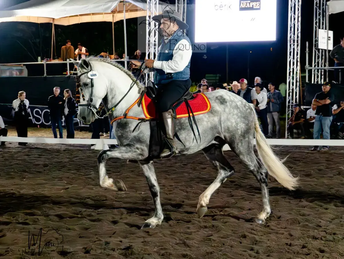 Caballo Duran de Santa Elena en venta
