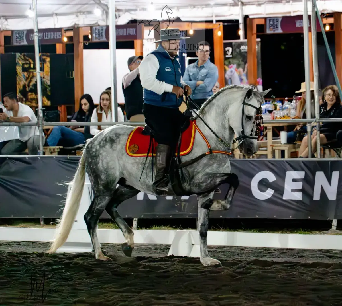 Caballo Duran de Santa Elena en venta