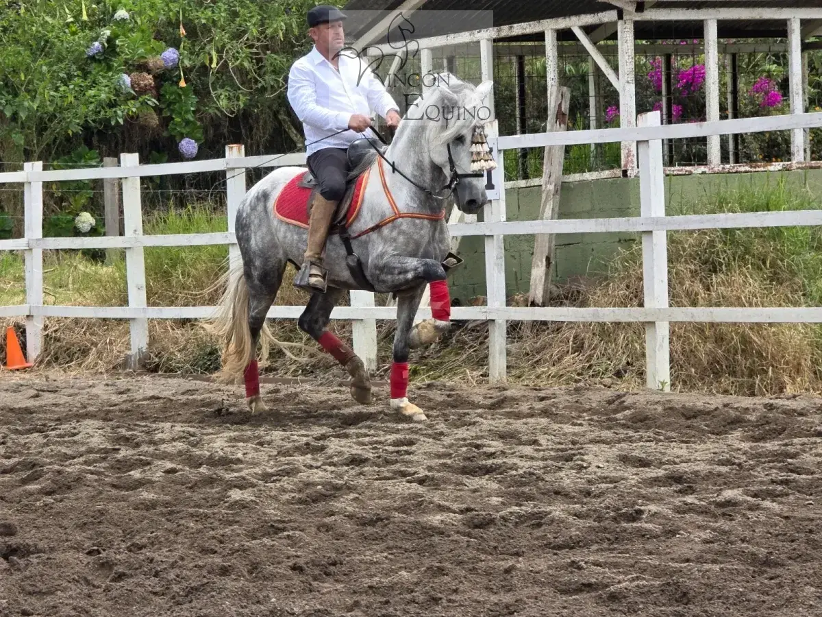 Caballo Duran de Santa Elena en venta