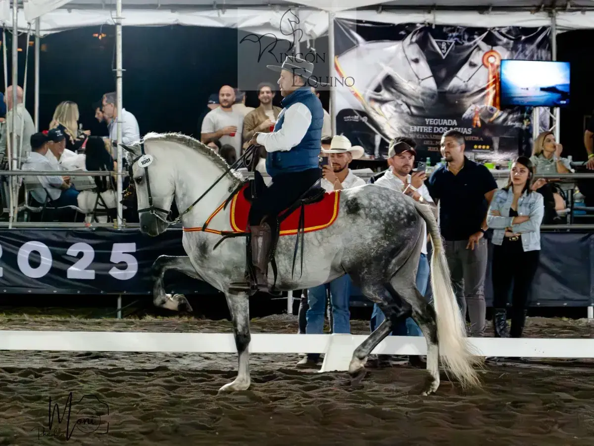 Caballo Duran de Santa Elena en venta