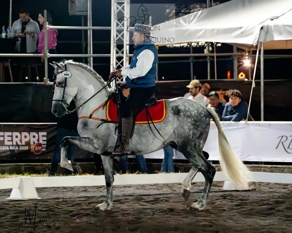 Caballo Duran de Santa Elena en venta