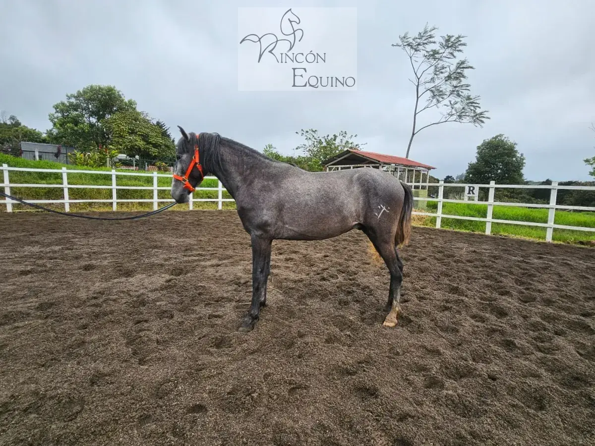 Caballo Romeo de Santa Elena en venta