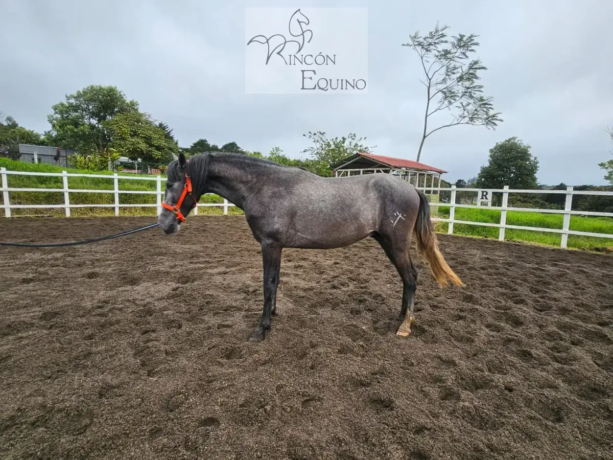 Caballo Romeo de Santa Elena en venta