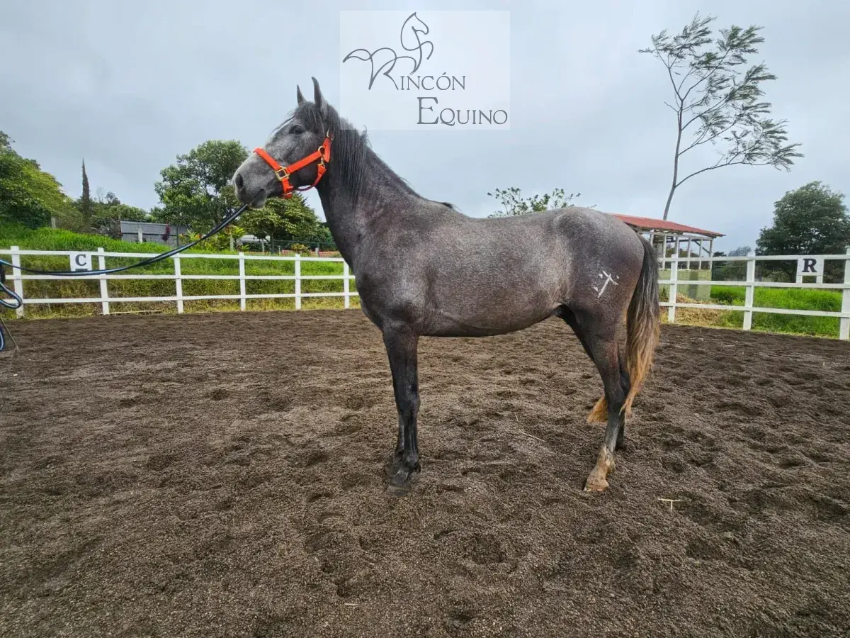 Caballo Romeo de Santa Elena en venta