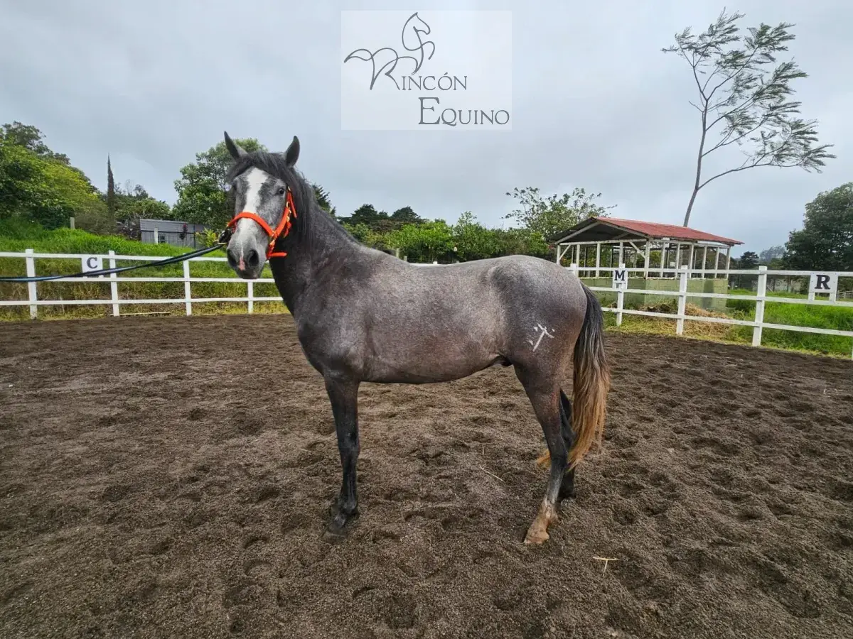 Caballo Romeo de Santa Elena en venta
