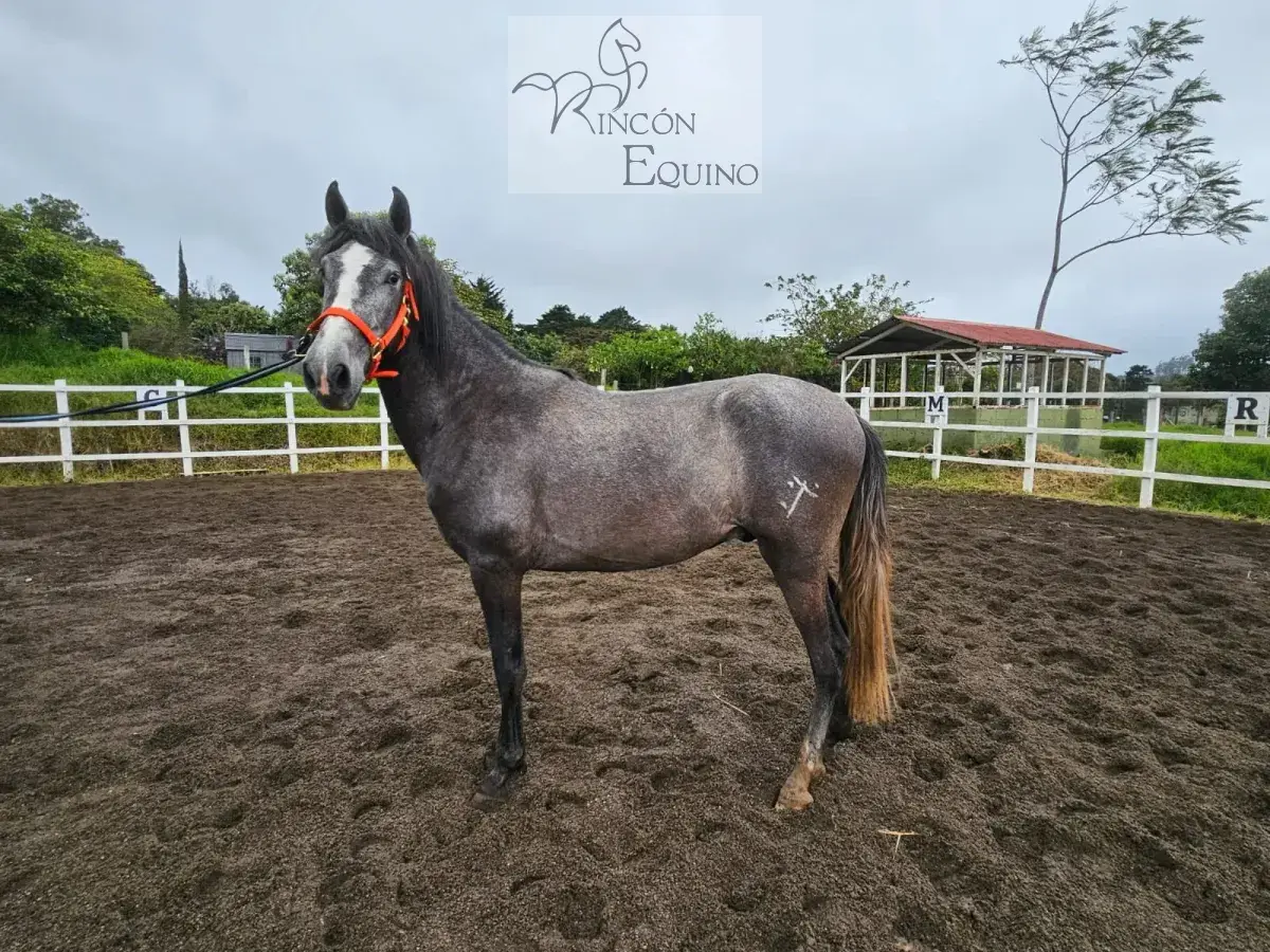 Caballo Romeo de Santa Elena en venta