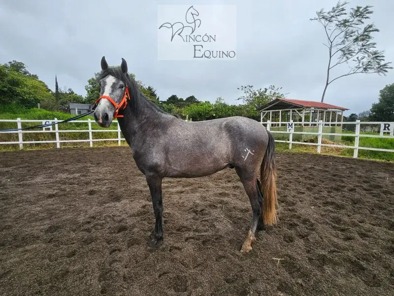 Caballo Romeo de Santa Elena