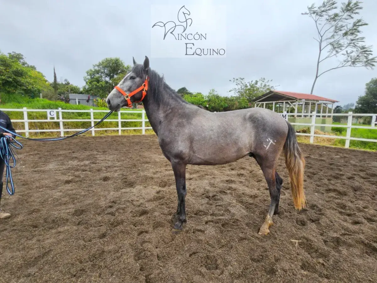 Caballo Romeo de Santa Elena en venta