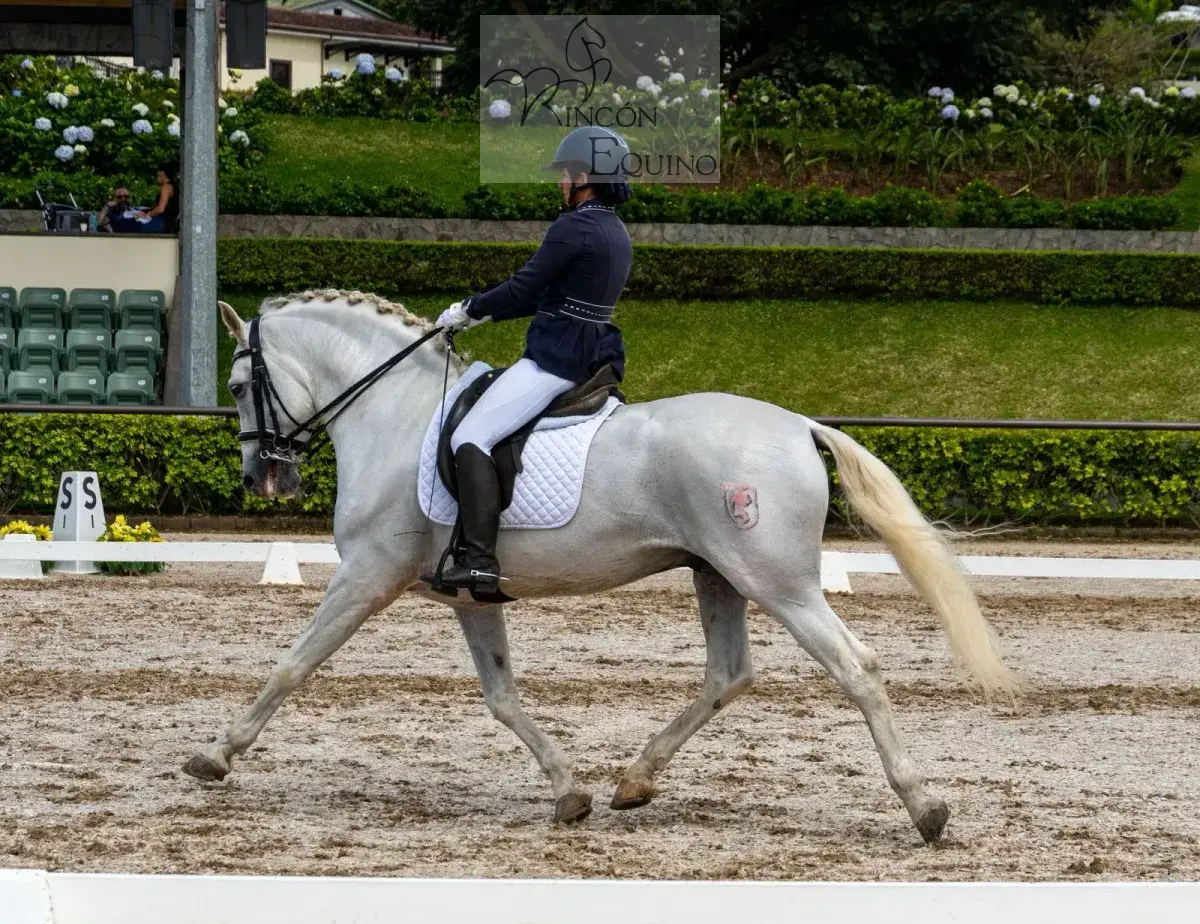 Caballo Republicano en venta