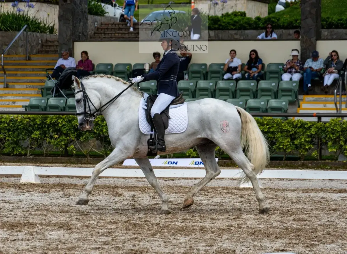 Caballo Republicano en venta