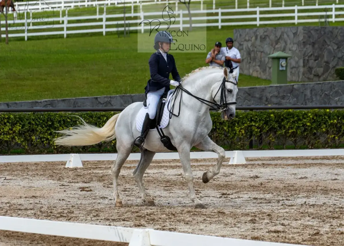 Caballo Republicano en venta