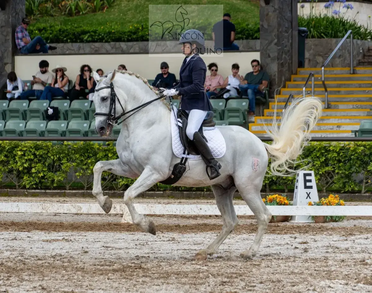 Caballo Republicano en venta
