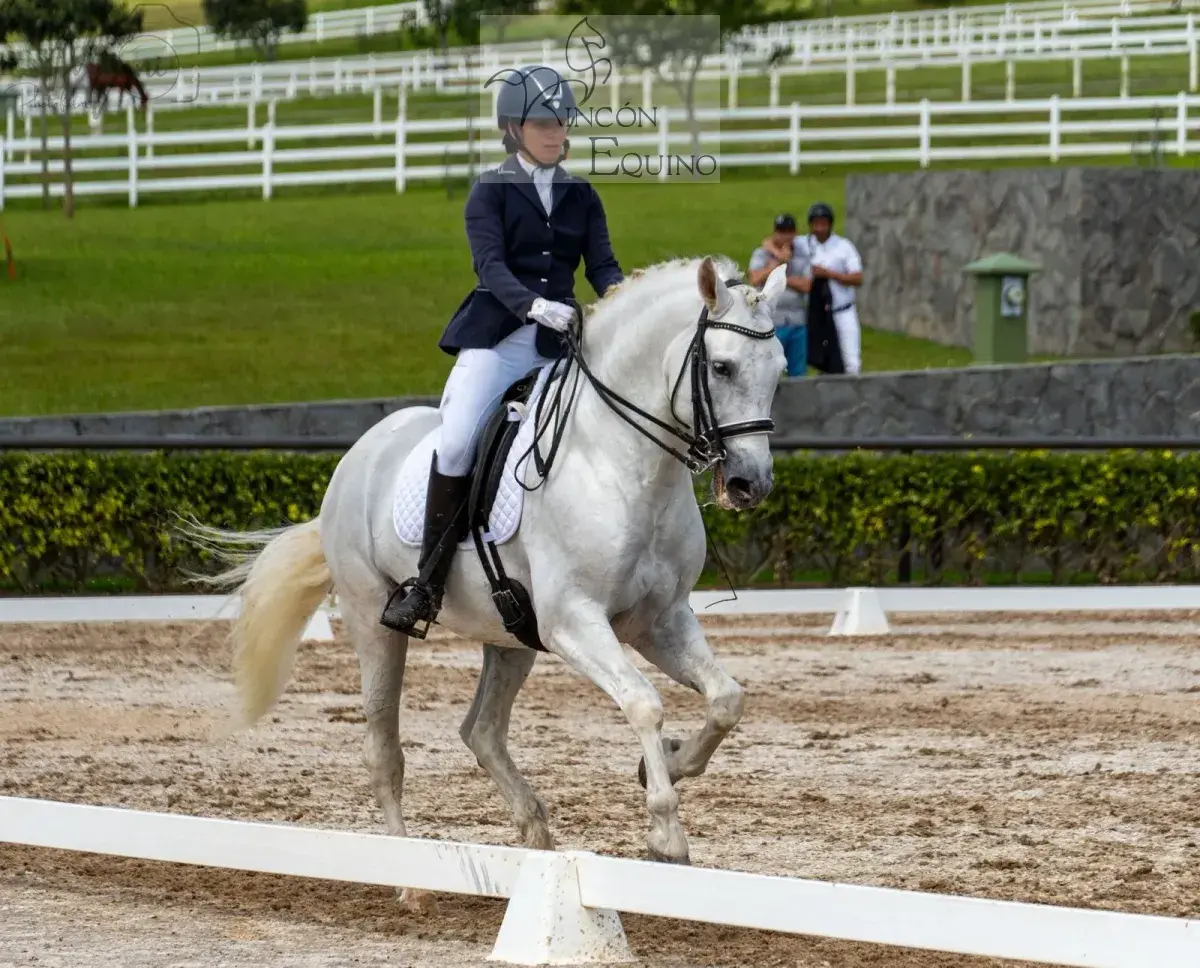 Caballo Republicano en venta
