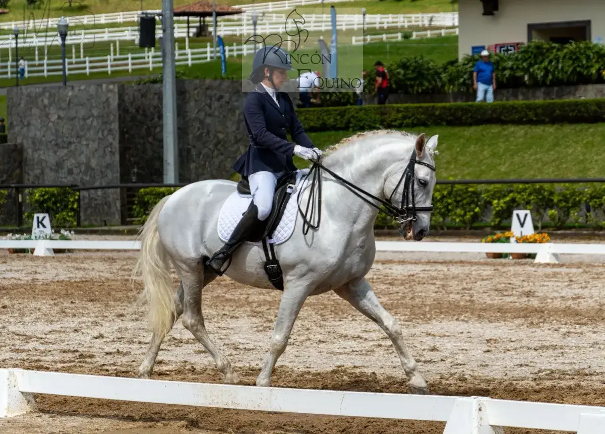 Caballo Republicano en venta