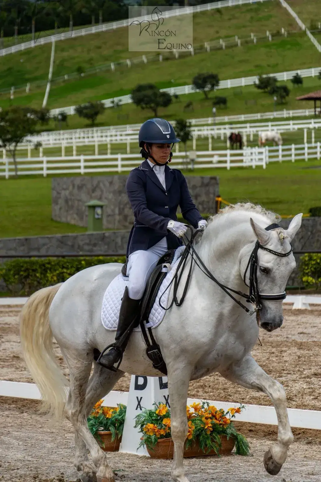 Caballo Republicano en venta