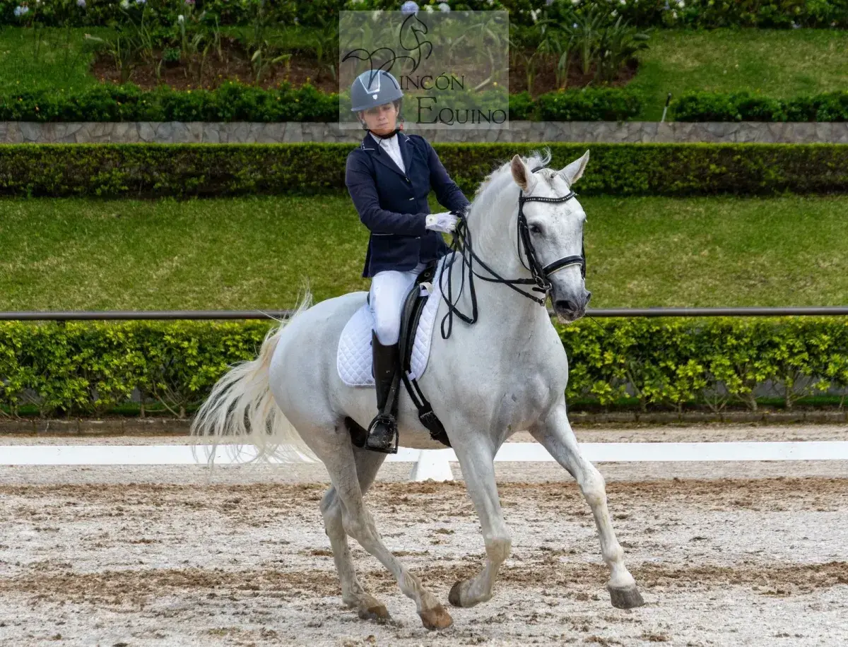 Caballo Republicano en venta