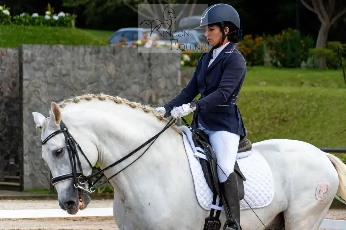 Caballo Republicano en venta